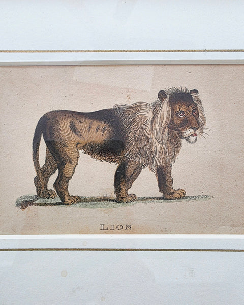 Antique Etching Of A Lion & Lioness