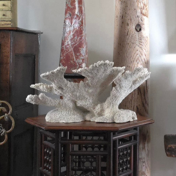 Exceptional Large Old Coral Speciman