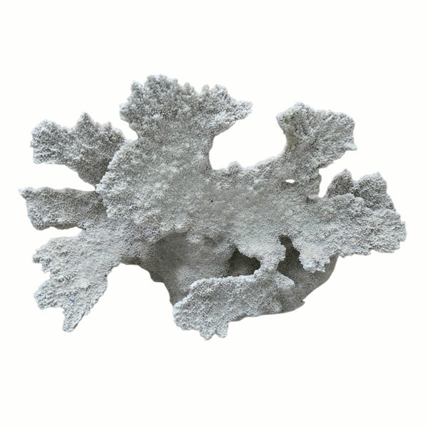 Exceptional Large Old Coral Speciman