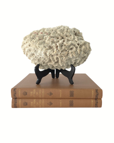 Nice Sized Brain Coral Speciman