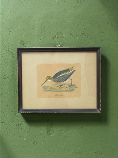 Antique Framed Trio Of Bird Prints