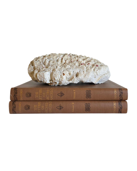 Nice Sized Brain Coral Speciman