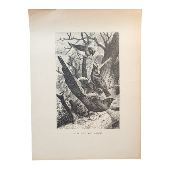 Graphic Black & White Antique Bird Prints