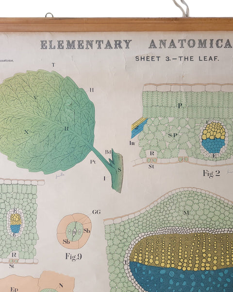 Antique Roll Up Botanical Chart
