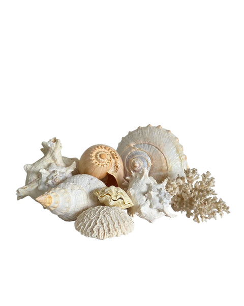 Collection Of Shells & Coral