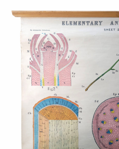 Antique Roll Up Botanical Chart