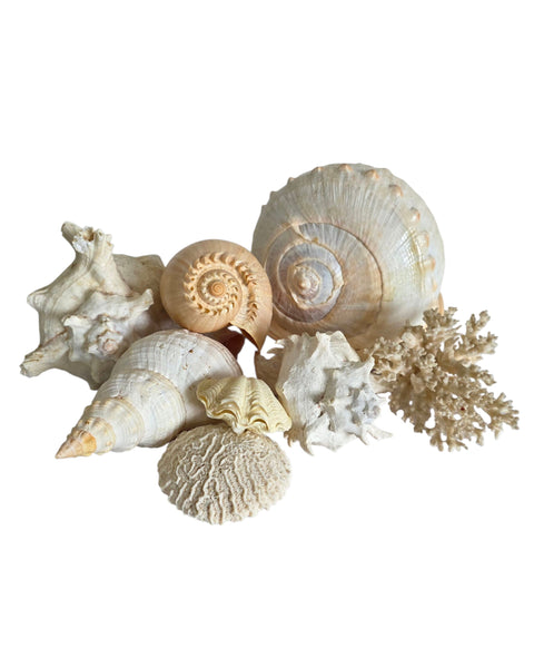 Collection Of Shells & Coral