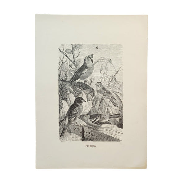 Graphic Black & White Antique Bird Prints