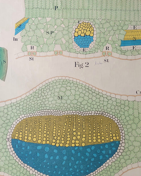 Antique Roll Up Botanical Chart