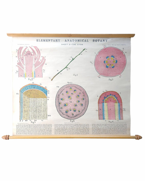 Antique Roll Up Botanical Chart