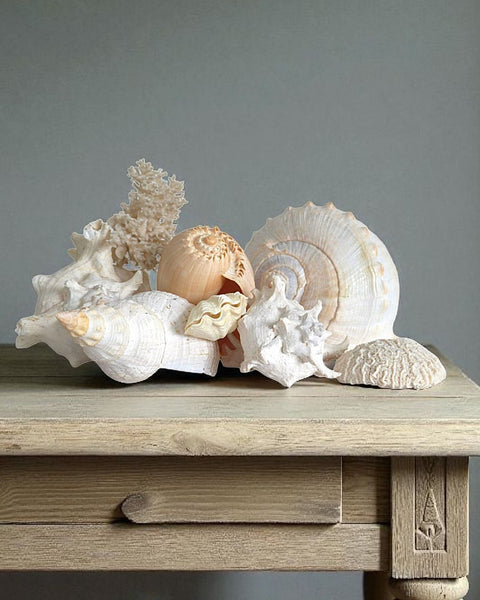 Collection Of Shells & Coral
