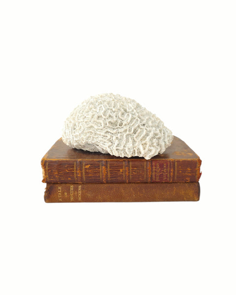 Small Speciman Of Brain Coral