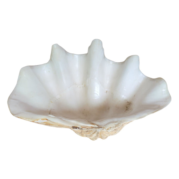 Antique Clam Shell 'Tridacna Gigas'