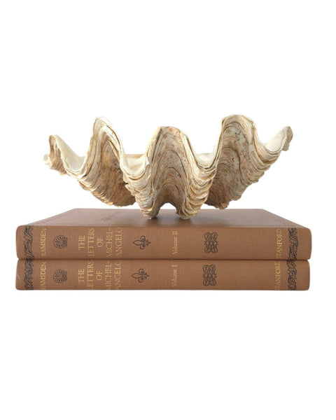 Beautiful Clam Shell