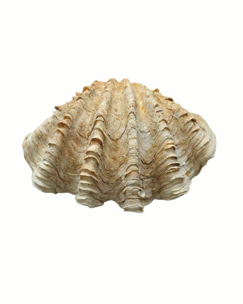 Beautiful Clam Shell
