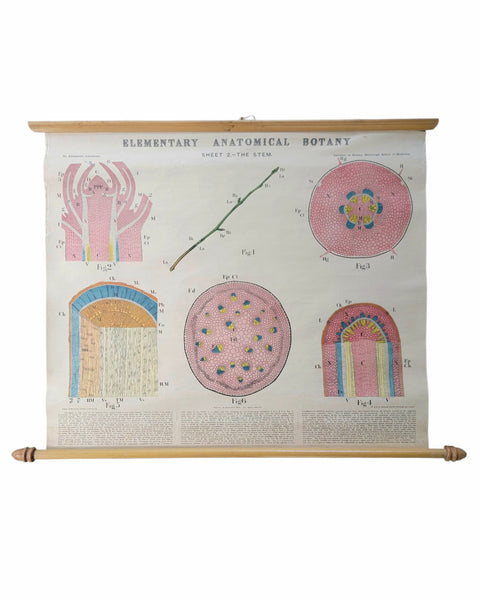 Antique Roll Up Botanical Chart