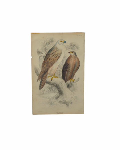 Antique Bird Prints