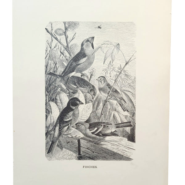 Graphic Black & White Antique Bird Prints