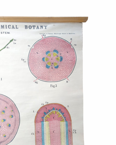 Antique Roll Up Botanical Chart