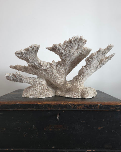 Exceptional Large Old Coral Speciman