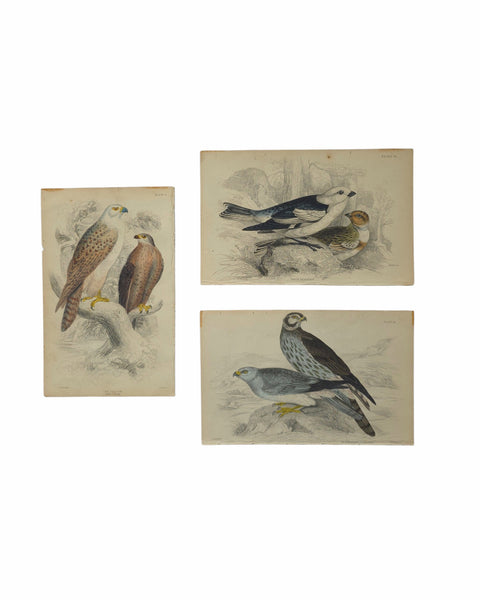 Antique Bird Prints