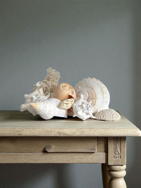 Collection Of Shells & Coral