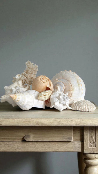 Collection Of Shells & Coral