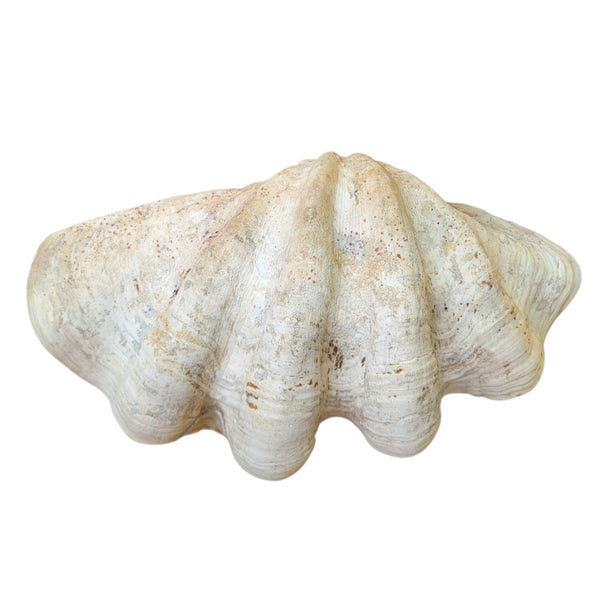 Antique Clam Shell 'Tridacna Gigas'