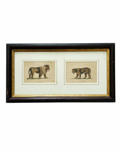 Antique Etching Of A Lion & Lioness