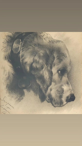 Charcoal On Paper Mastiff After Landseer