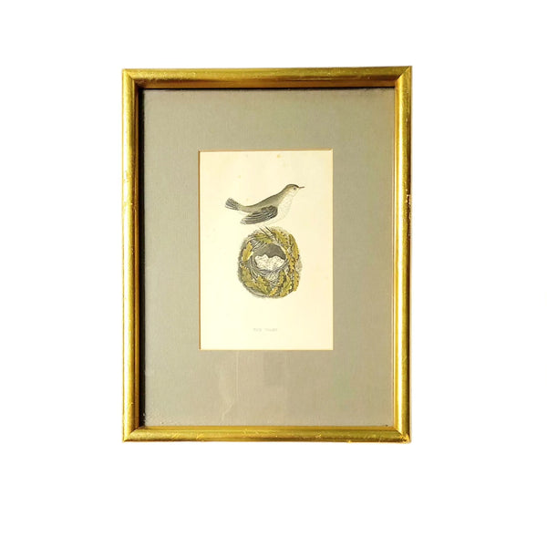 Antique Bird With Nest & Eggs Engravings Pair