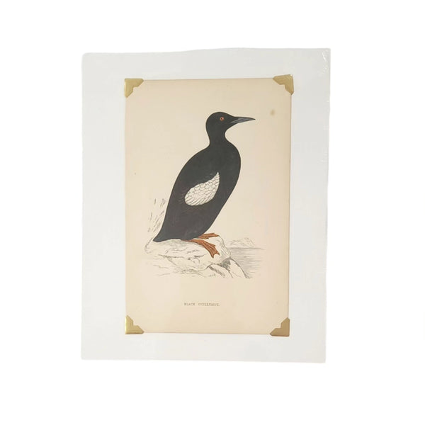 Antique Bird Engravings Beautiful Imagery