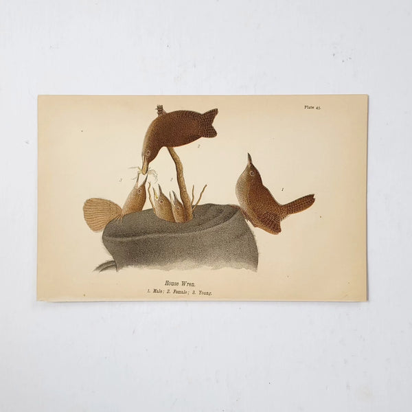Antique Chromolithograph House Of Wrens