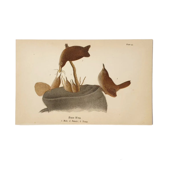Antique Chromolithograph House Of Wrens