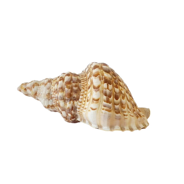 Vintage Triton Shell