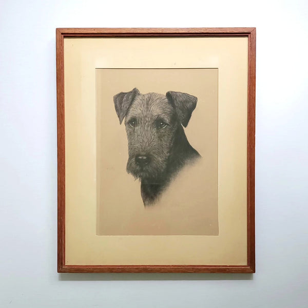 Beautiful Irish Terrier Charcoal On Paper