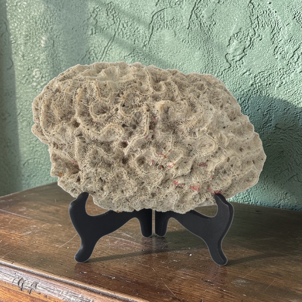 Nice Sized Brain Coral Speciman