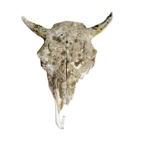 Antique Bovine Artifact Skull