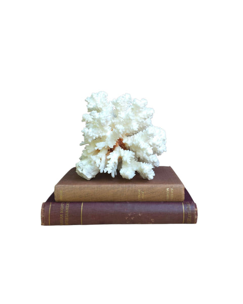 Beautiful Branch Coral