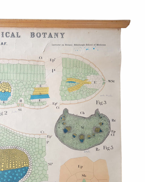 Antique Roll Up Botanical Chart
