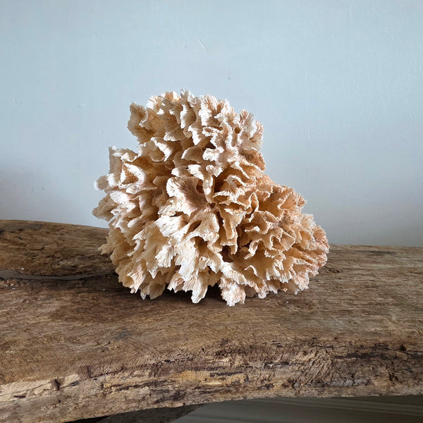 Pink Coral Speciman