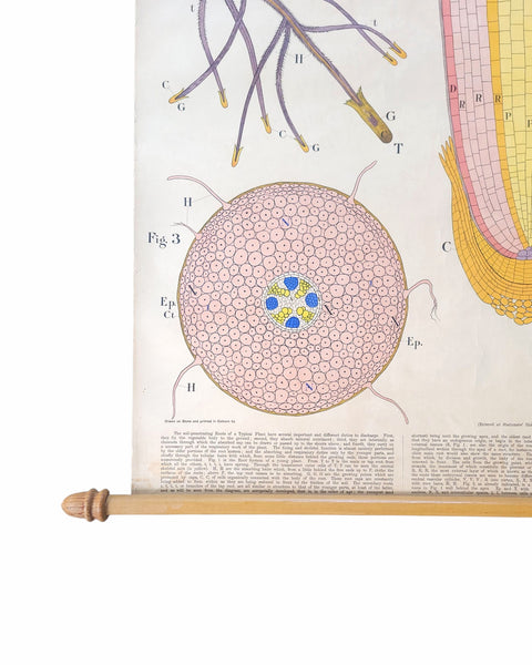 Antique Roll Up Botanical Chart