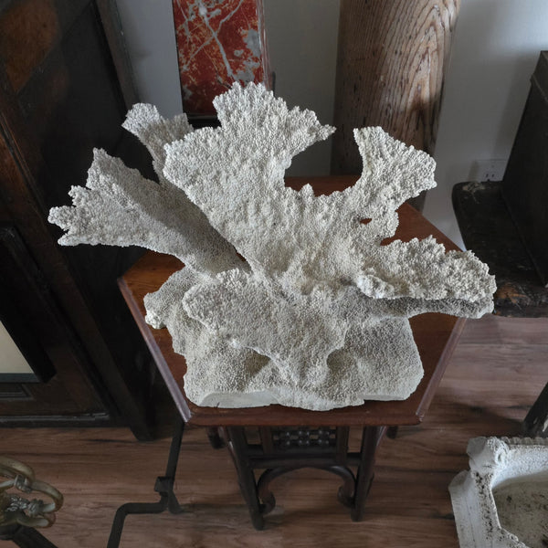 Exceptional Large Old Coral Speciman