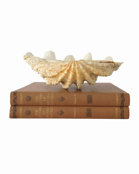 Beautiful Clam Shell