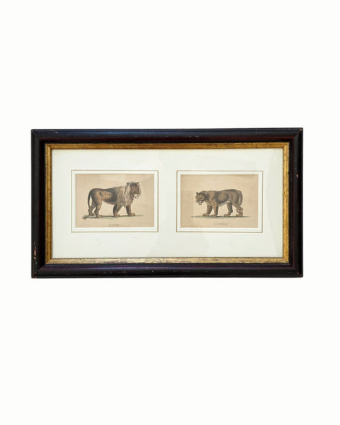 Antique Etching Of A Lion & Lioness