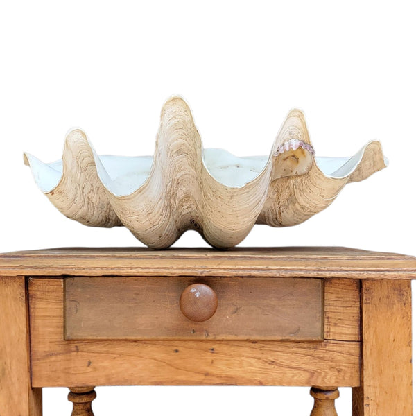Antique Clam Shell 'Tridacna Gigas'