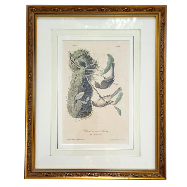 Framed Antique Audubon Chestnut Crowned Totmouse First Edition Octavo