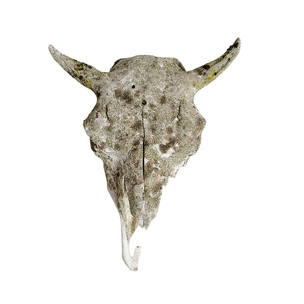 Antique Bovine Artifact Skull