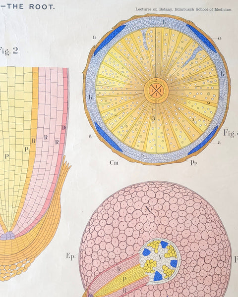 Antique Roll Up Botanical Chart