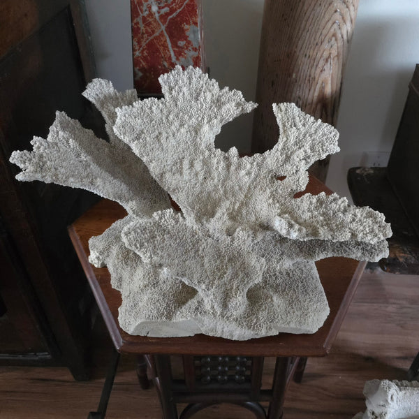 Exceptional Large Old Coral Speciman